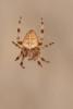 Araneus diadematus